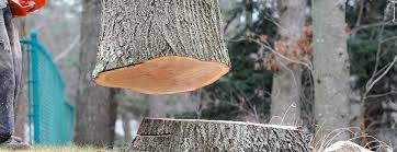 Best Tree Disease Treatment  in Brookhaven, GA