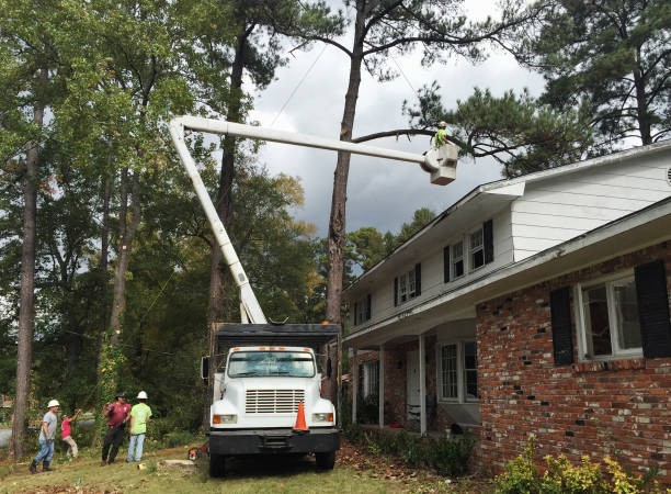 Best Firewood Processing and Delivery  in Brookhaven, GA