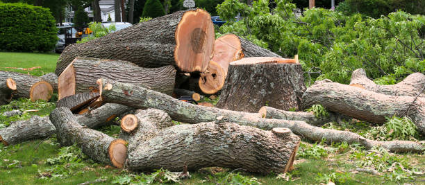 Best Tree Mulching  in Brookhaven, GA