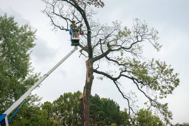 Best Hedge Trimming  in Brookhaven, GA