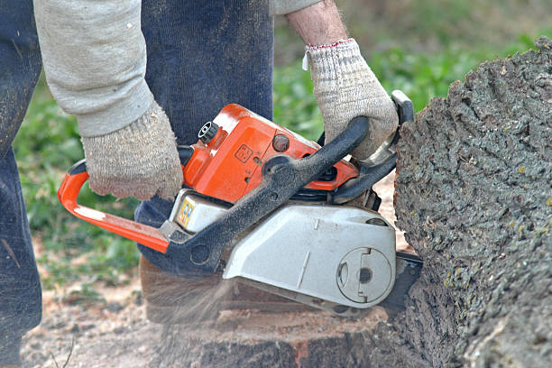 Best Arborist Consultation Services  in Brookhaven, GA