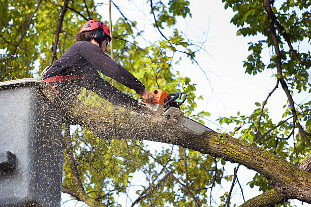 Best Commercial Tree Services  in Brookhaven, GA