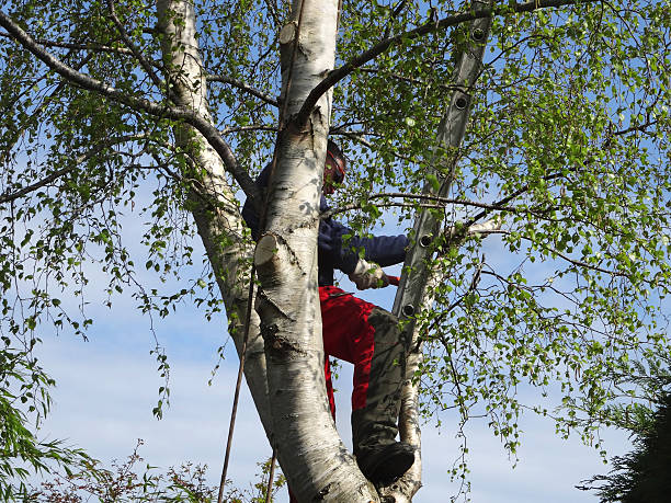 How Our Tree Care Process Works  in  Brookhaven, GA