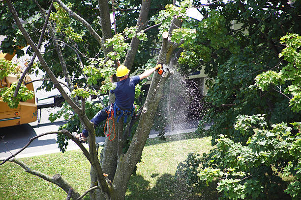 Best Storm Damage Tree Cleanup  in Brookhaven, GA