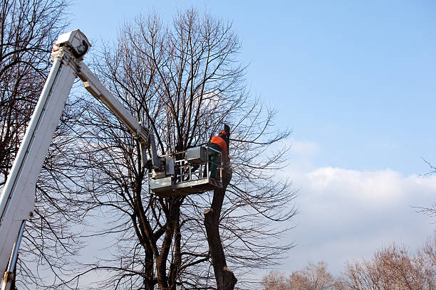 Best Emergency Tree Removal  in Brookhaven, GA