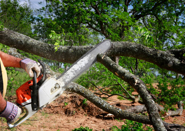 Trusted Brookhaven, GA Tree Care Experts